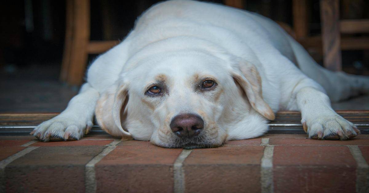 Dog lying down on brick floor, relaxing at home.