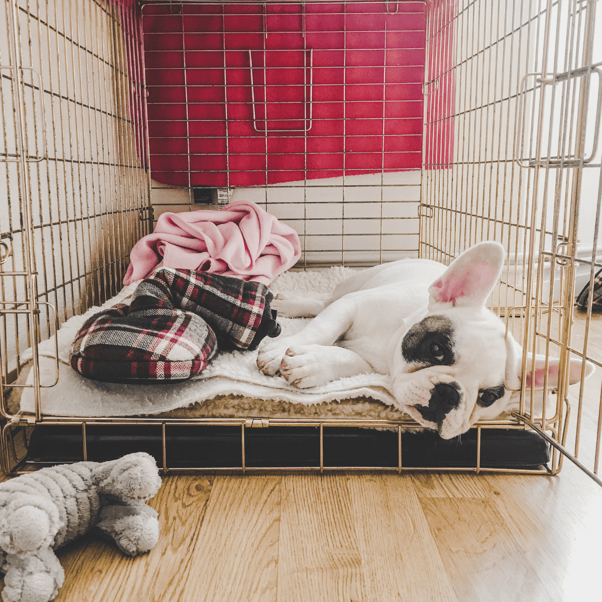 Adorable white bulldog puppy resting inside a secure dog crate with bedding and plush toys.