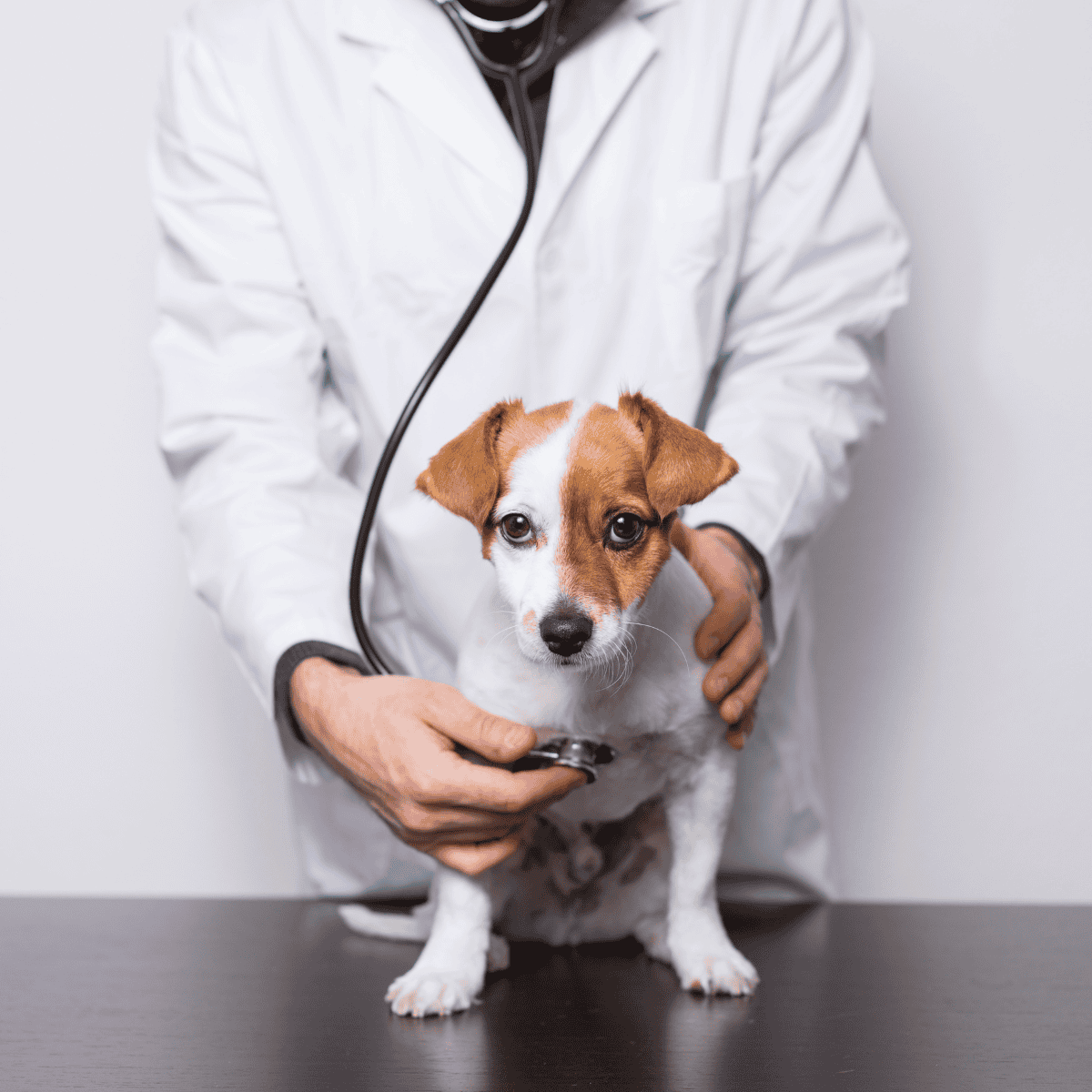 Alt text: Veterinarian examining a small dog with a stethoscope for pet health checkup.