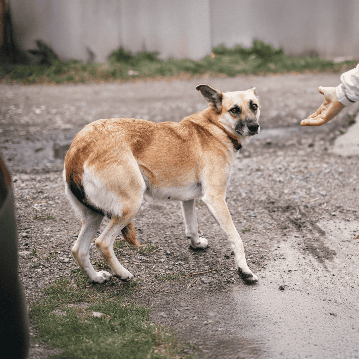Dog rescue dog training with a curious, alert dog on an outdoor gravel path.
