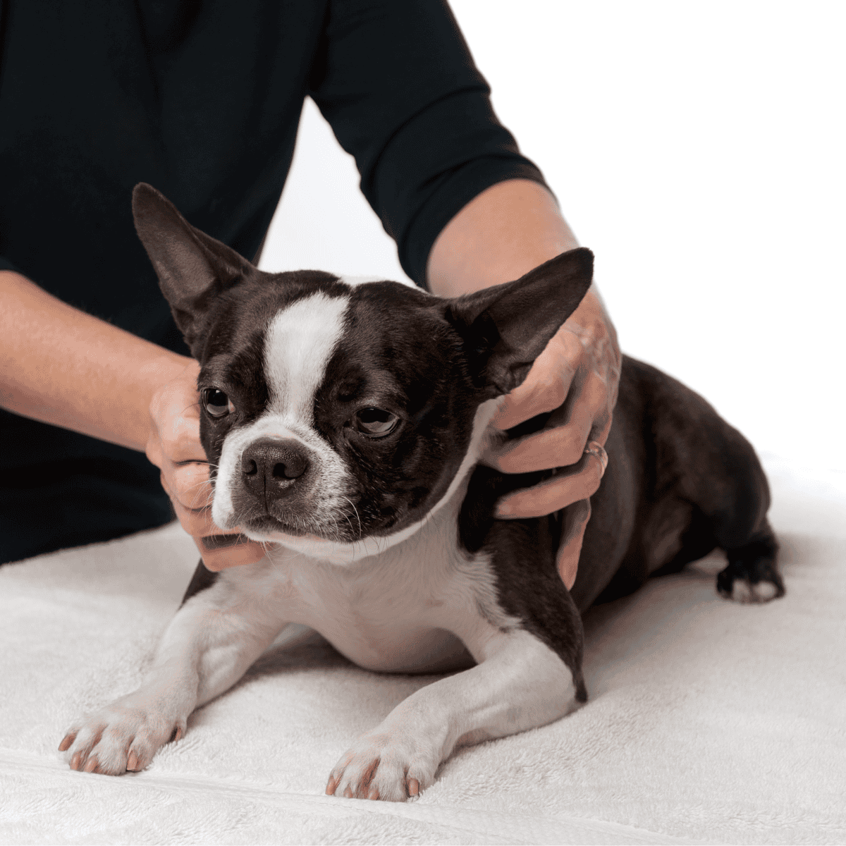 Cute black and white Boston Terrier dog receiving professional vet checkup.
