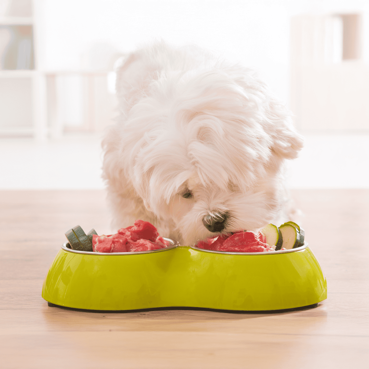 Adorable white puppy eating healthy, fresh meat and vegetables from a green pet bowl.