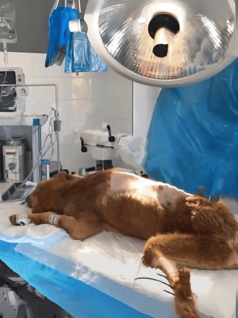 Dog anesthesia procedure at veterinary hospital during emergency surgery.