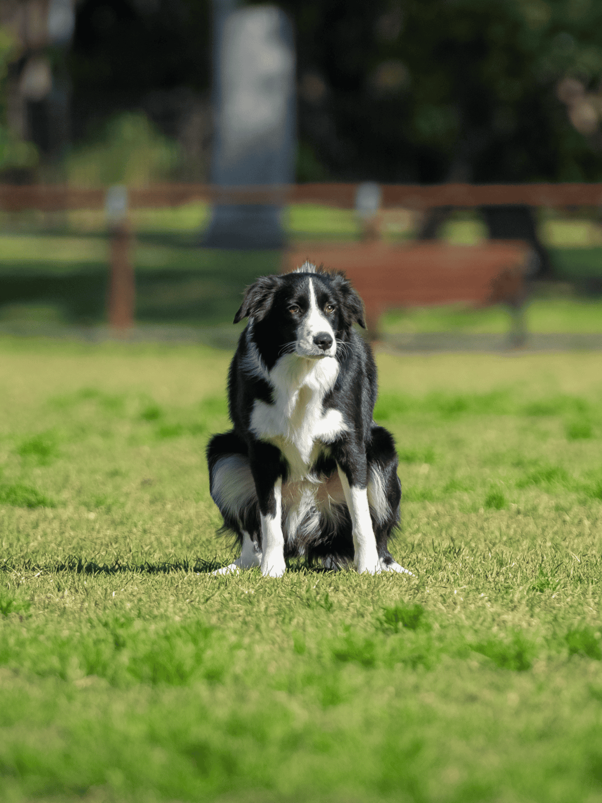 High-quality border collie sitting on grass in park, pet care and dog training.