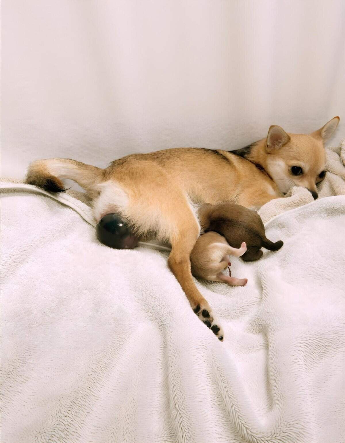 Cute puppies nursing from their mother dog, showcasing a nurturing moment, perfect for pet care and puppy health topics.