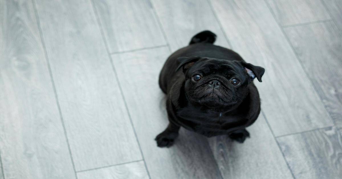 Cute black pug looking up at camera, sitting on light-colored wooden flooring.