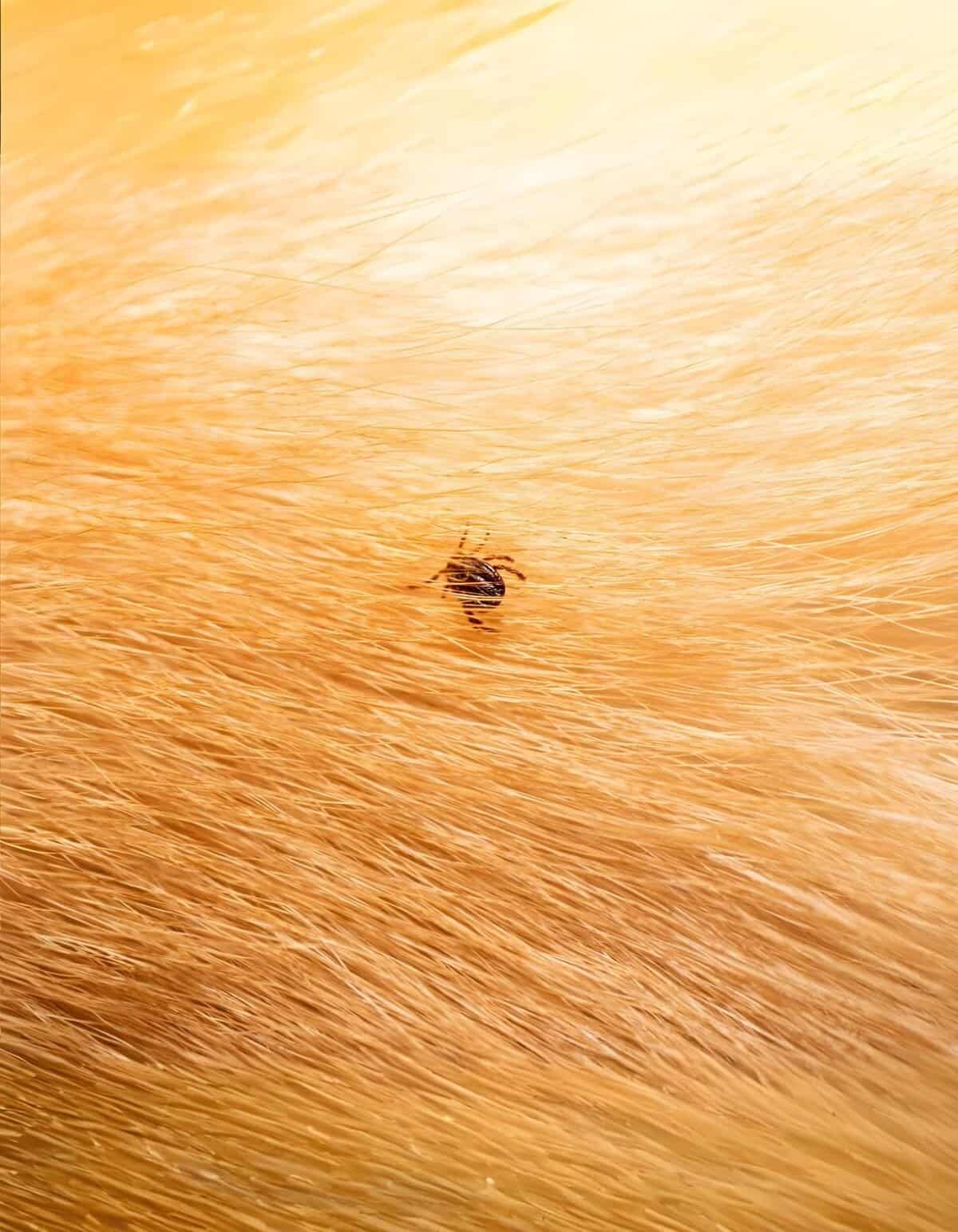 Close-up of a tick embedded in a dog's fur, highlighting pest prevention for pet owners.