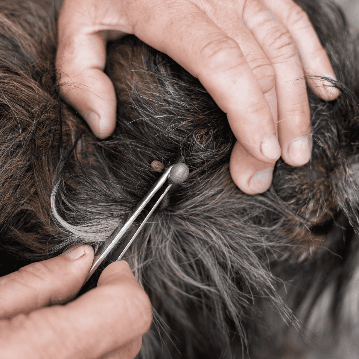 Close-up of a veterinarian removing fleas from a dog with fine forceps.