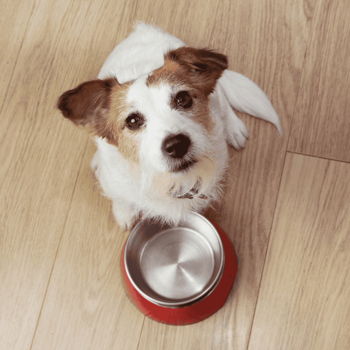 Dog sitting next to stainless steel pet bowl on wooden floor.