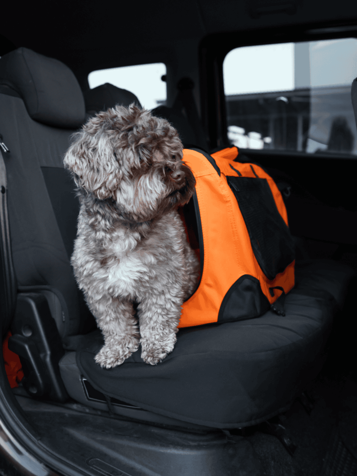 Dog with orange pet carrier inside vehicle for travel and pet safety.