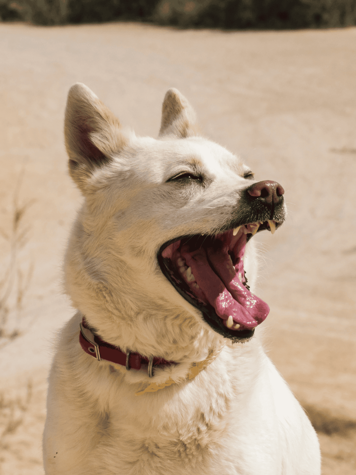 Yawned dog on sandy beach, showing teeth and happy expression, enjoying outdoor dog care.