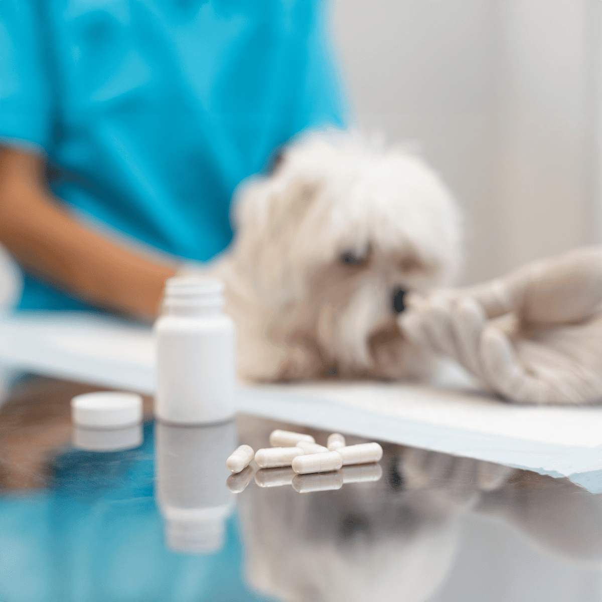 Close-up of veterinarian giving medication to a white fluffy dog in clinic.