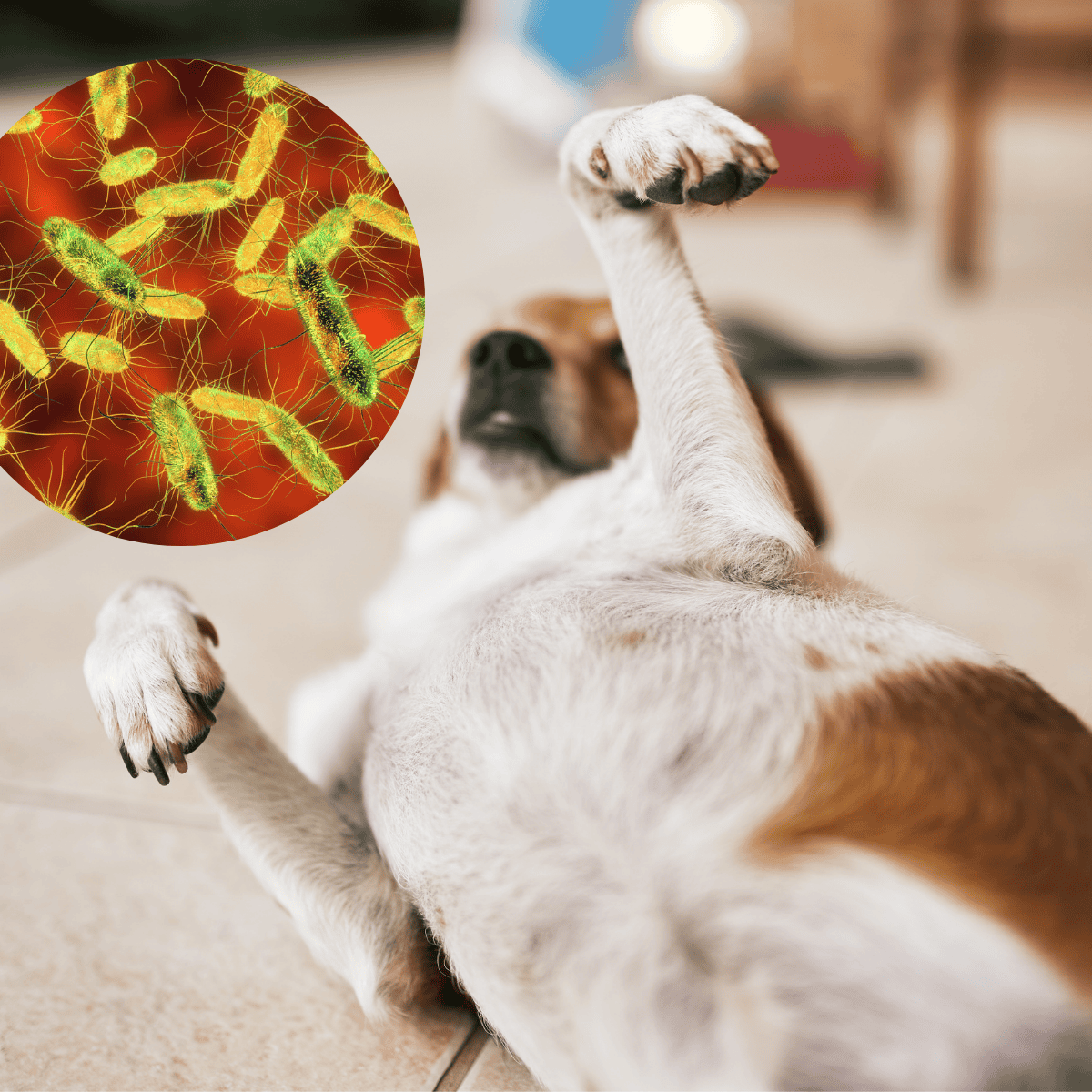Dog parasite prevention, flea and tick control, pet health safety.