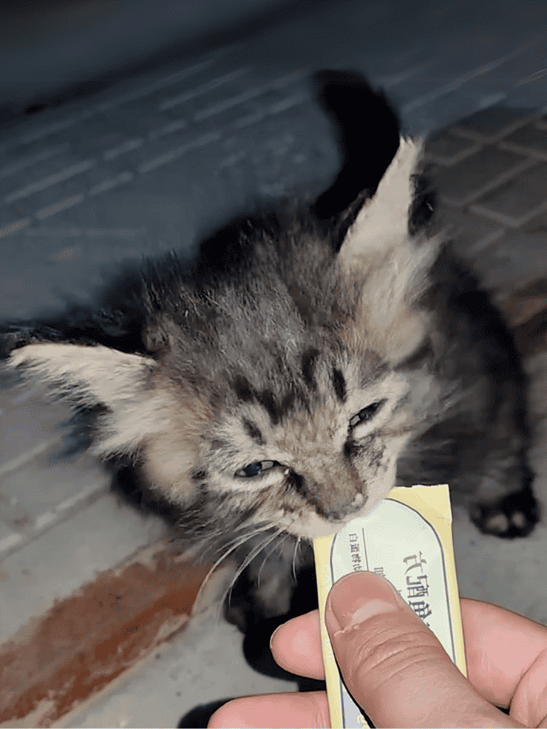 Adorable gray tabby kitten with blue eyes and a collar tag.