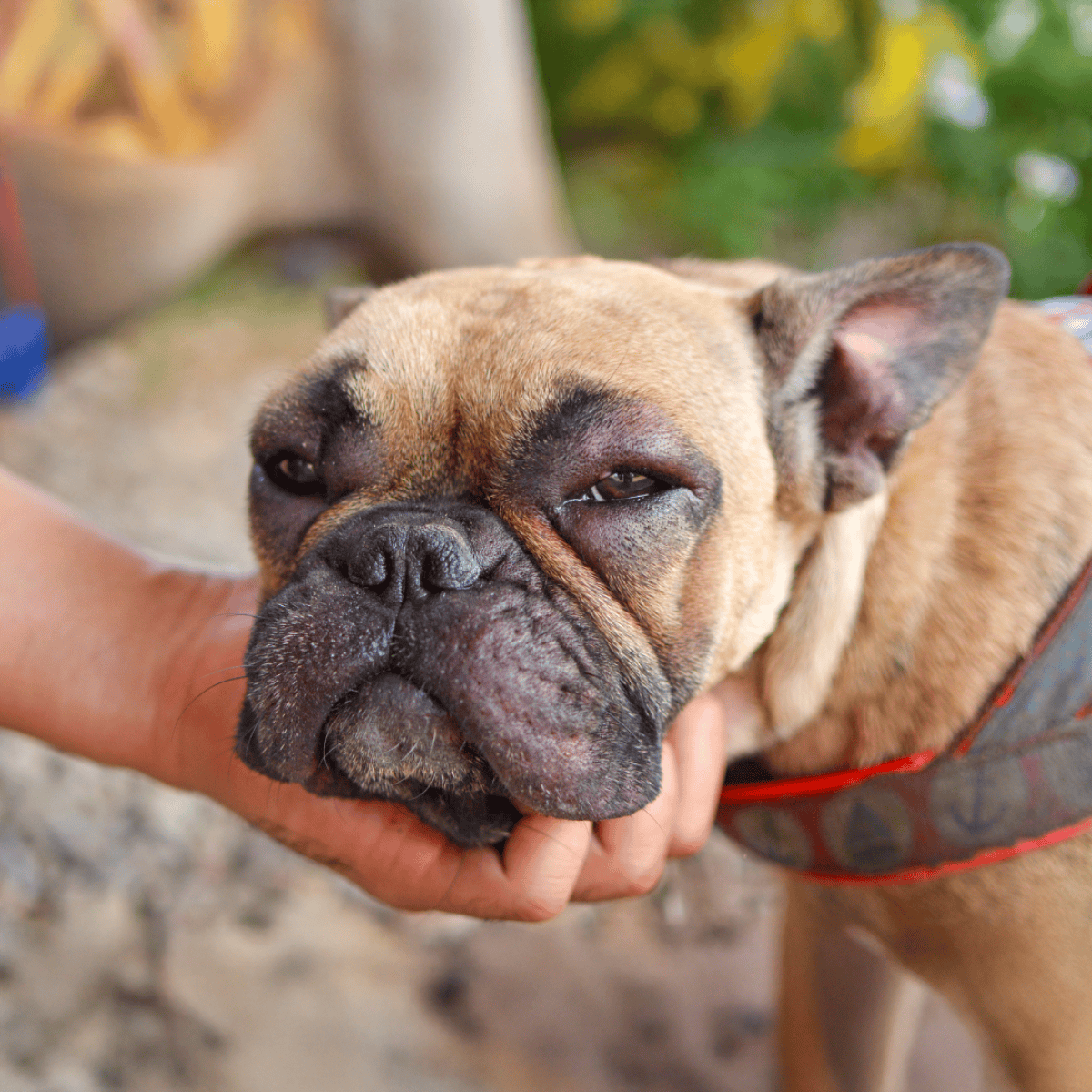 Close-up of relaxed French Bulldog dog receiving gentle petting and showing calmness outdoors.