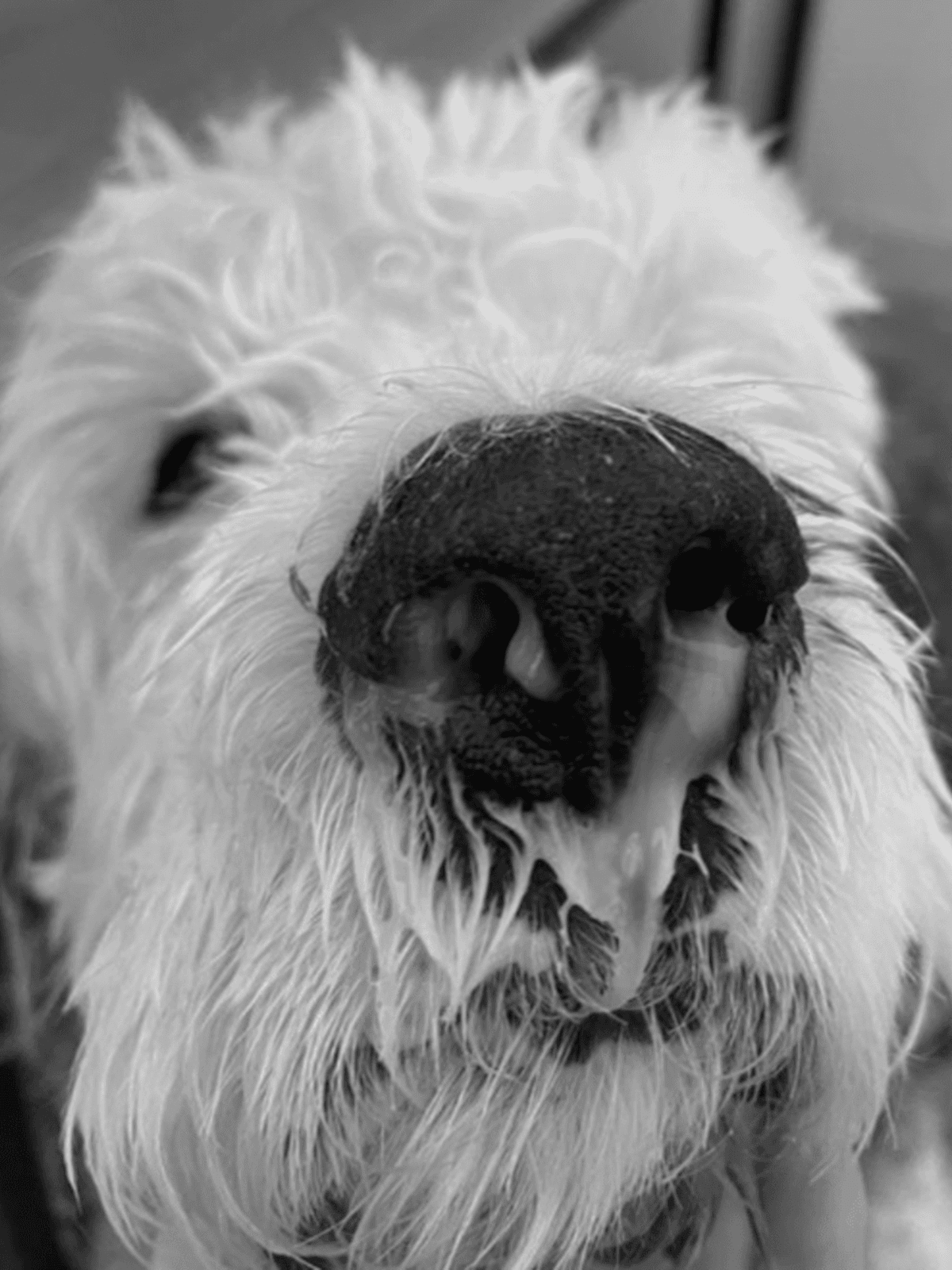 Close-up of a wet, black dog's nose in black and white.