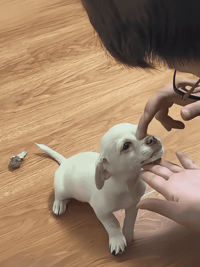 Cute puppy touching person's nose gently.