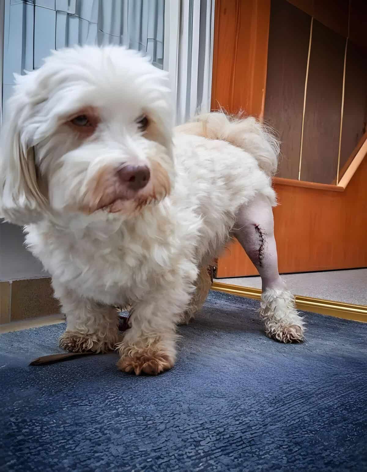 Gentle Maltipoo dog with bandaged leg, receiving care at Dogfix pet recovery center.