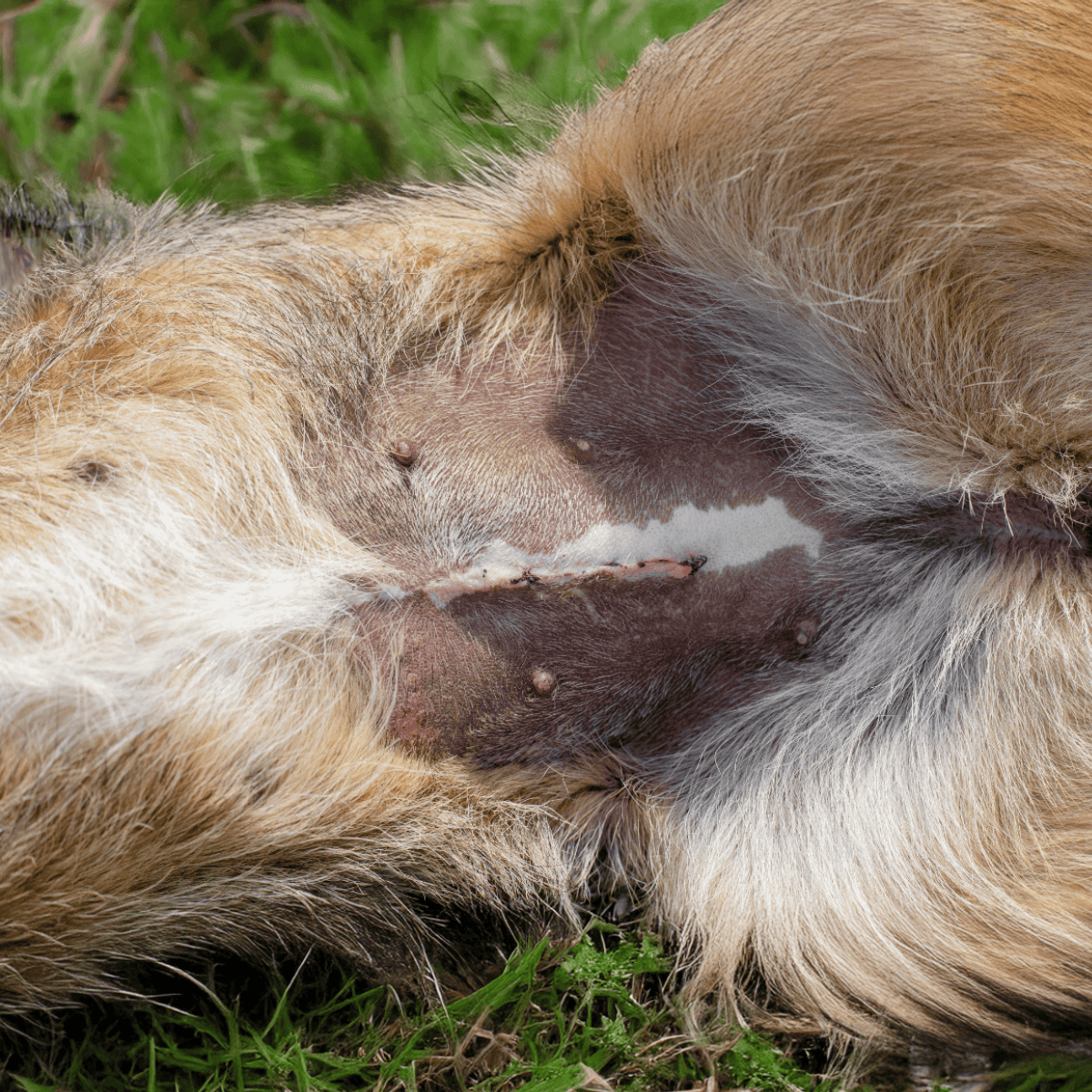 Dog with skin irritation and fur loss, highlighting the need for veterinary care.
