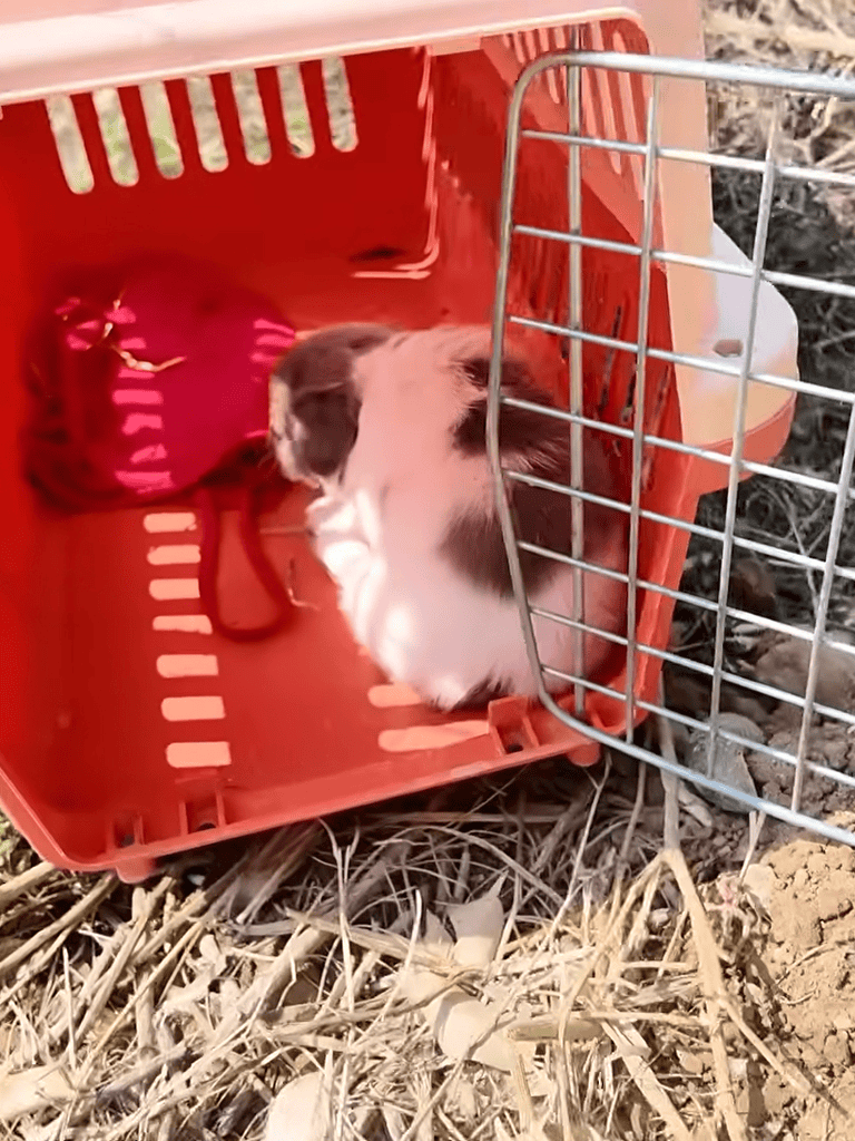 Adorable puppy resting inside a pet carrier, ready for adoption or rescue.