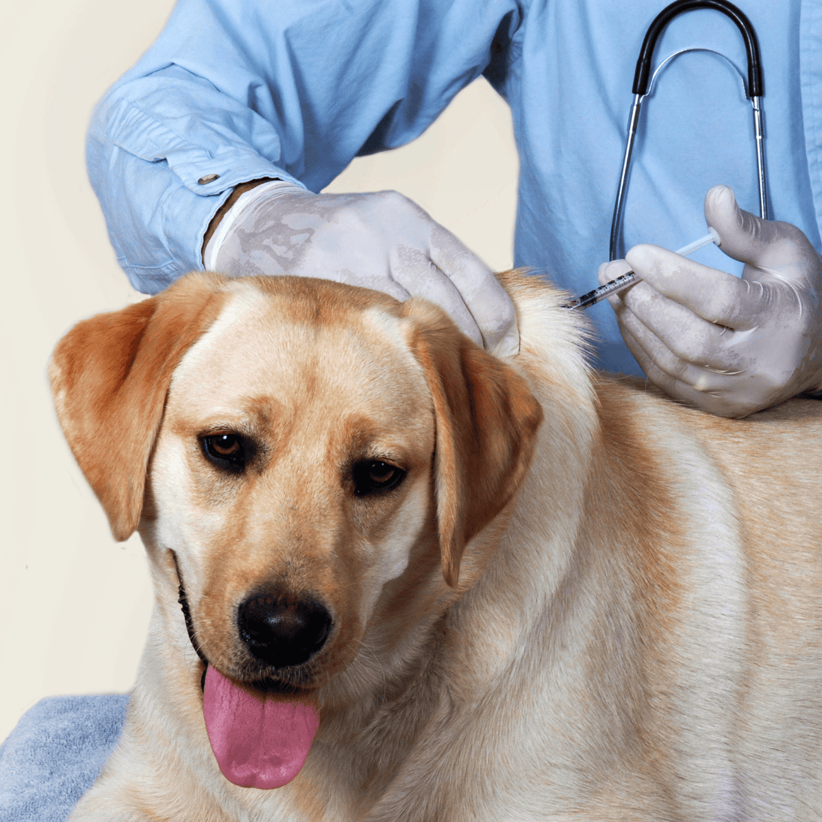 Veterinarian administering vaccine to a Labrador Retriever. Pet health, vaccination, and veterinary care.