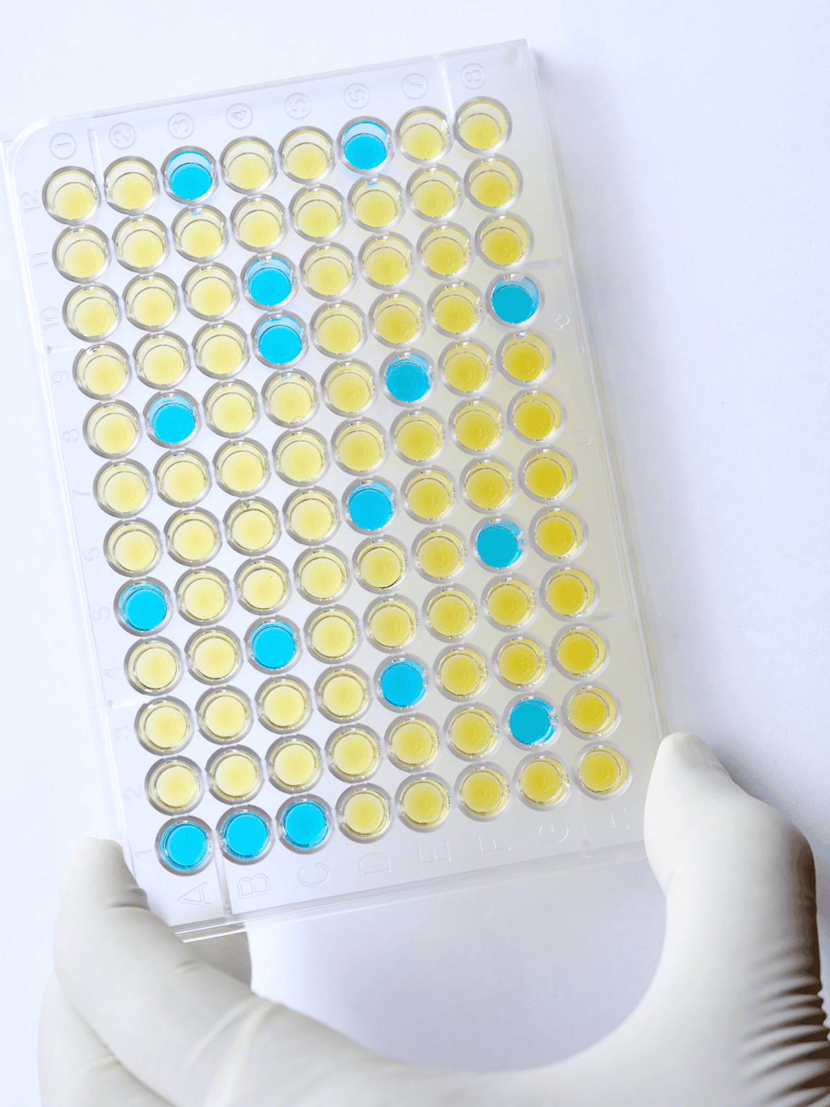 Veterinary lab test tubes with yellow and blue liquids, used in animal health diagnostics.