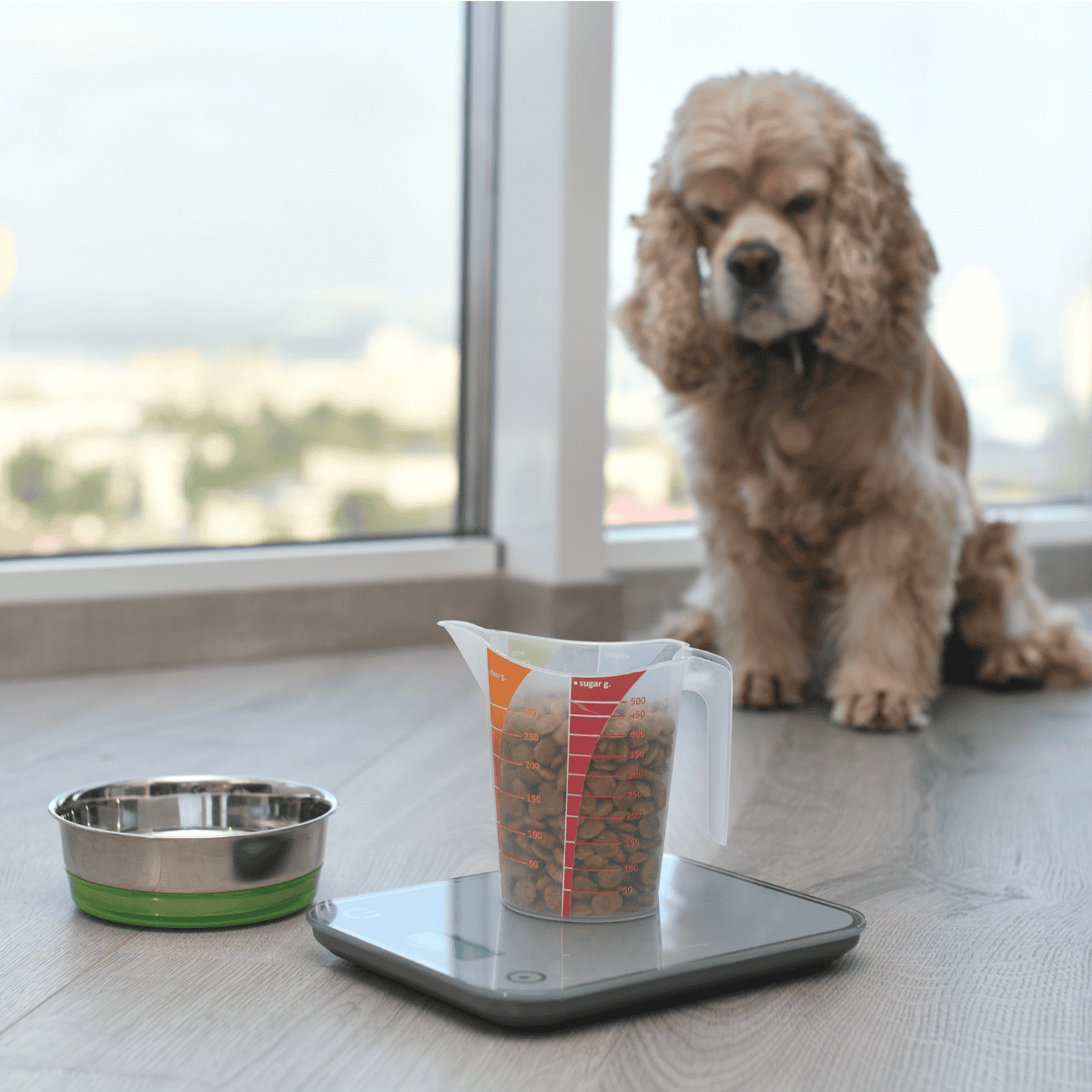 Dog weighing and feeding measurement tool for pet care.