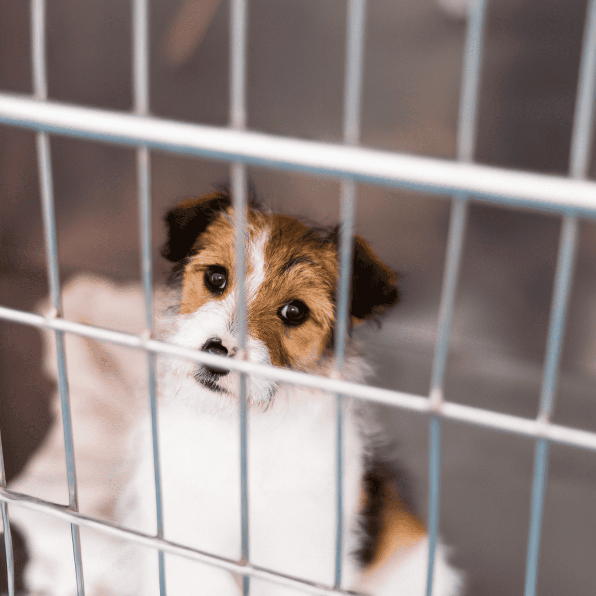Adorable puppy in shelter kennel looks for a loving home, emphasizing pet rescue and adoption services.