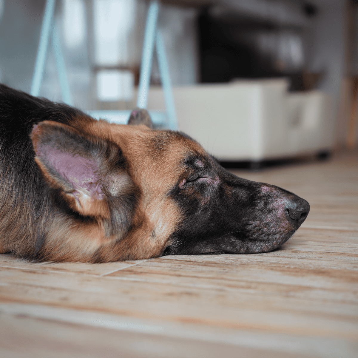 Relaxed dog resting peacefully on wooden floor. Ideal for comfort, sleep, and stress relief. Perfect for pet well-being.