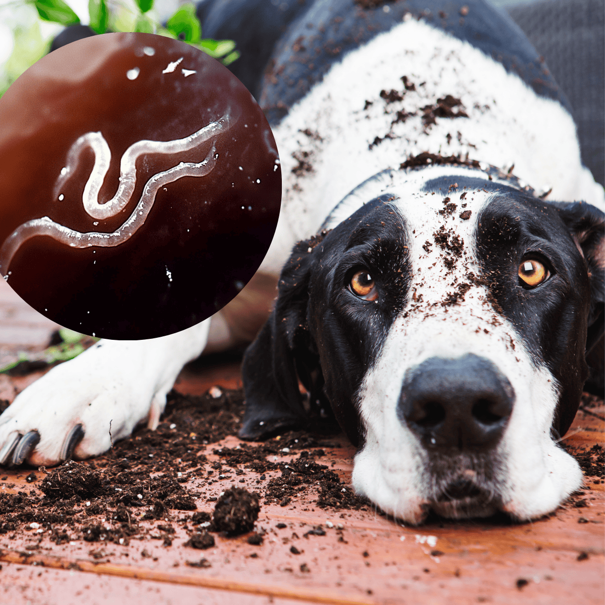Dog worm detox with natural ingredients for healthy digestion and parasite control.
