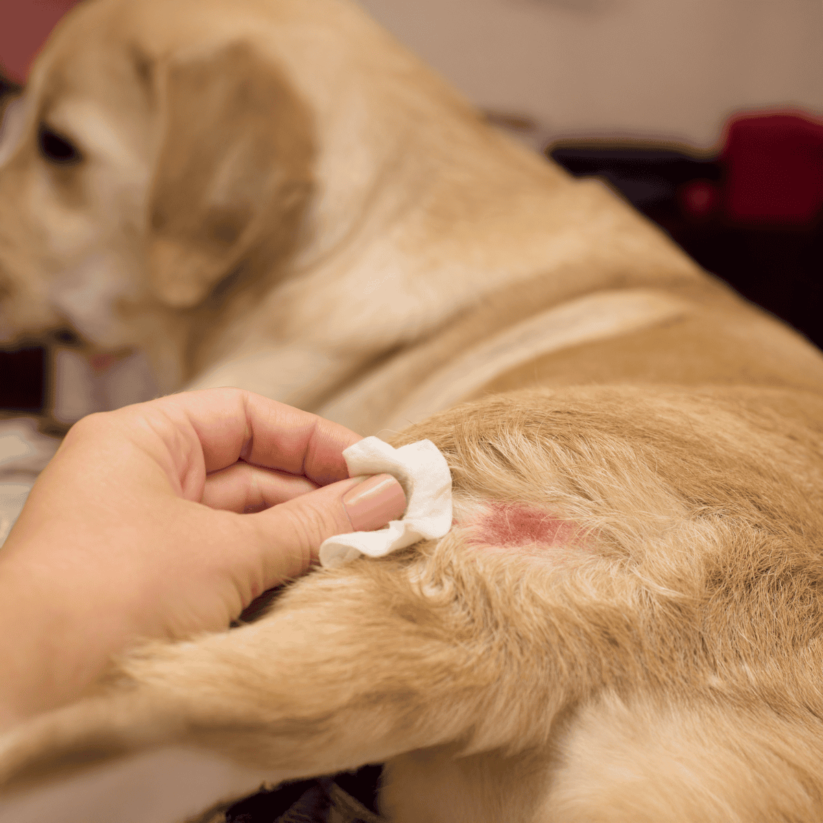 Dog wound being cleaned with gauze and antiseptic, veterinary care for pet injuries.