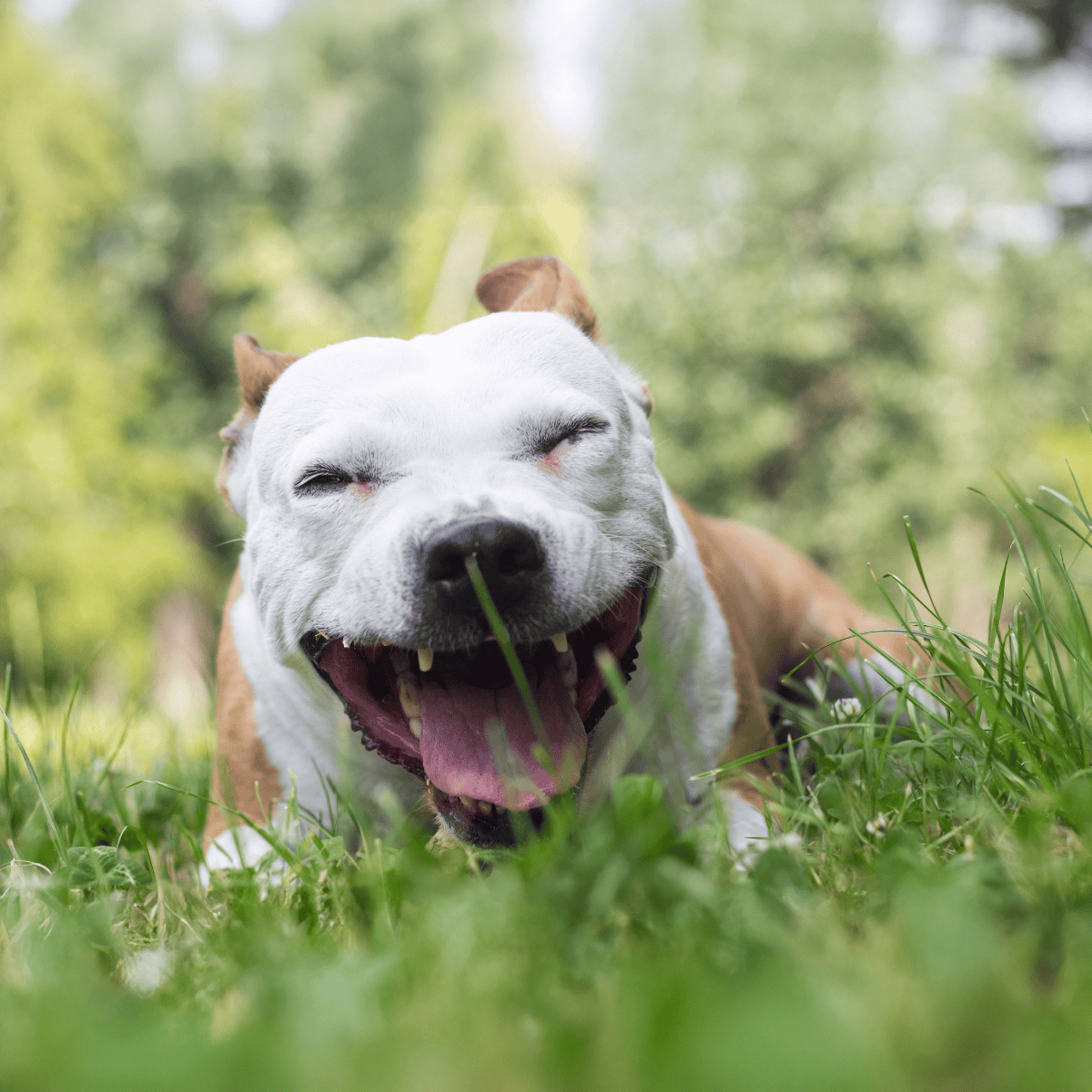 Smiling dog enjoying a playful moment in lush green grass with a joyful expression.