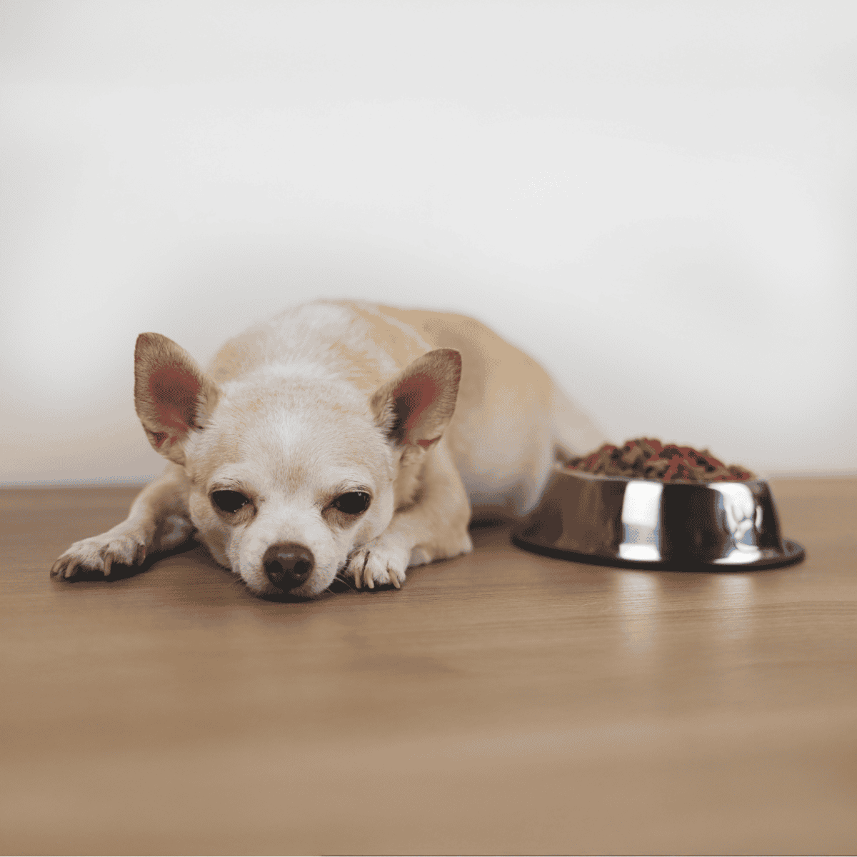 Chihuahua resting near food bowl with dry dog food on hardwood floor.