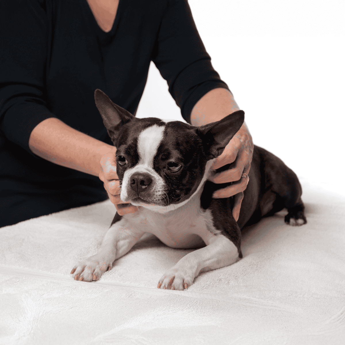 High-quality dog care for Boston Terrier health and grooming.