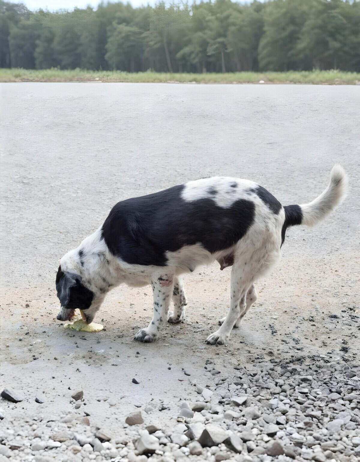 Adorable black and white mixed breed dog exploring outdoors, sniffing the ground near a gravel road.