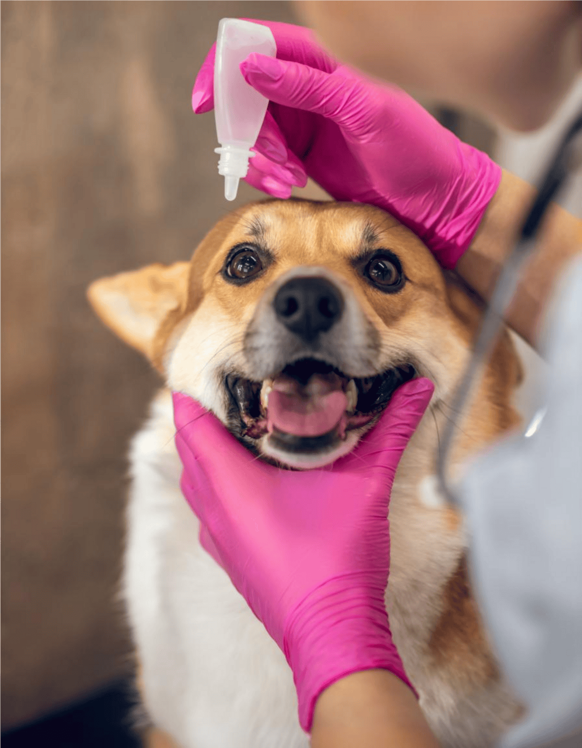 Dog receiving veterinary eye medication, checked by veterinarian with gloves.