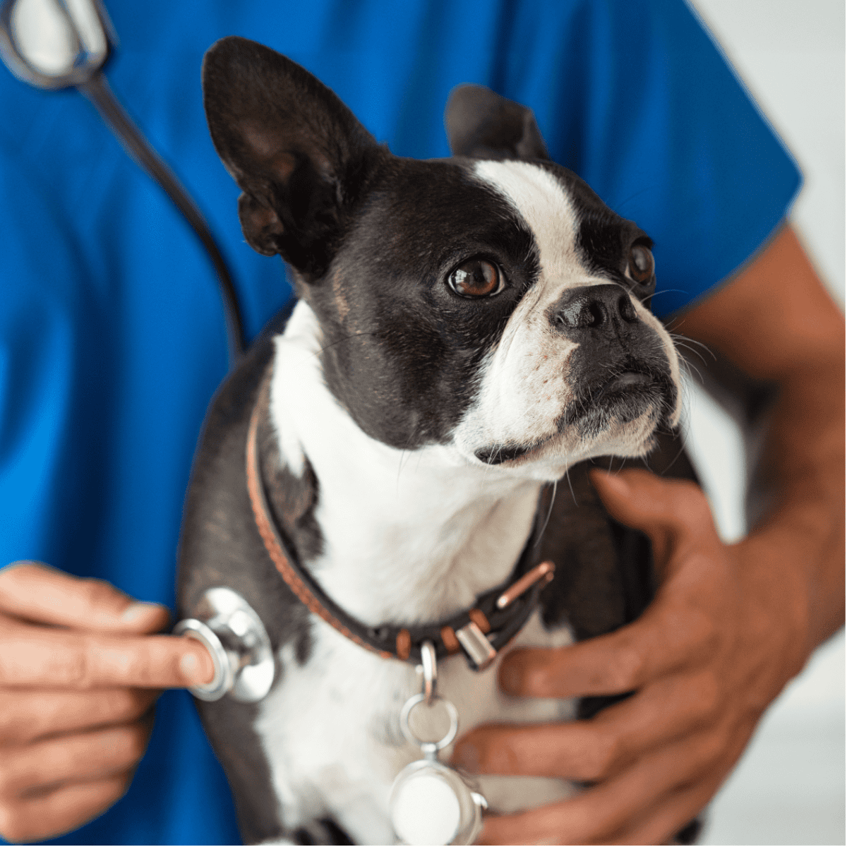 Alt text: Veterinarian examining a Boston terrier with stethoscope for pet health checkup.