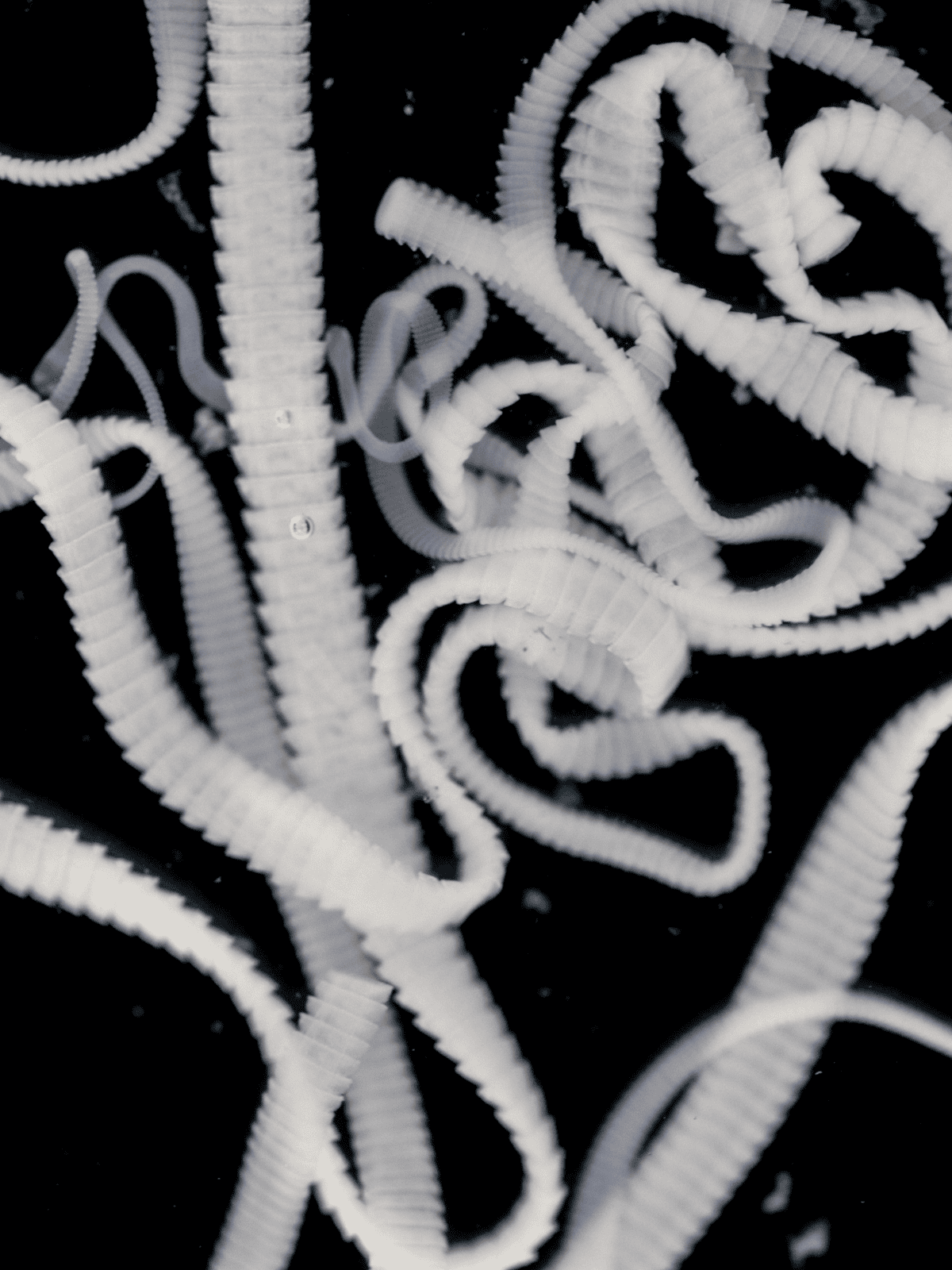 Close-up of white, curly, tangled dog leashes against black background.