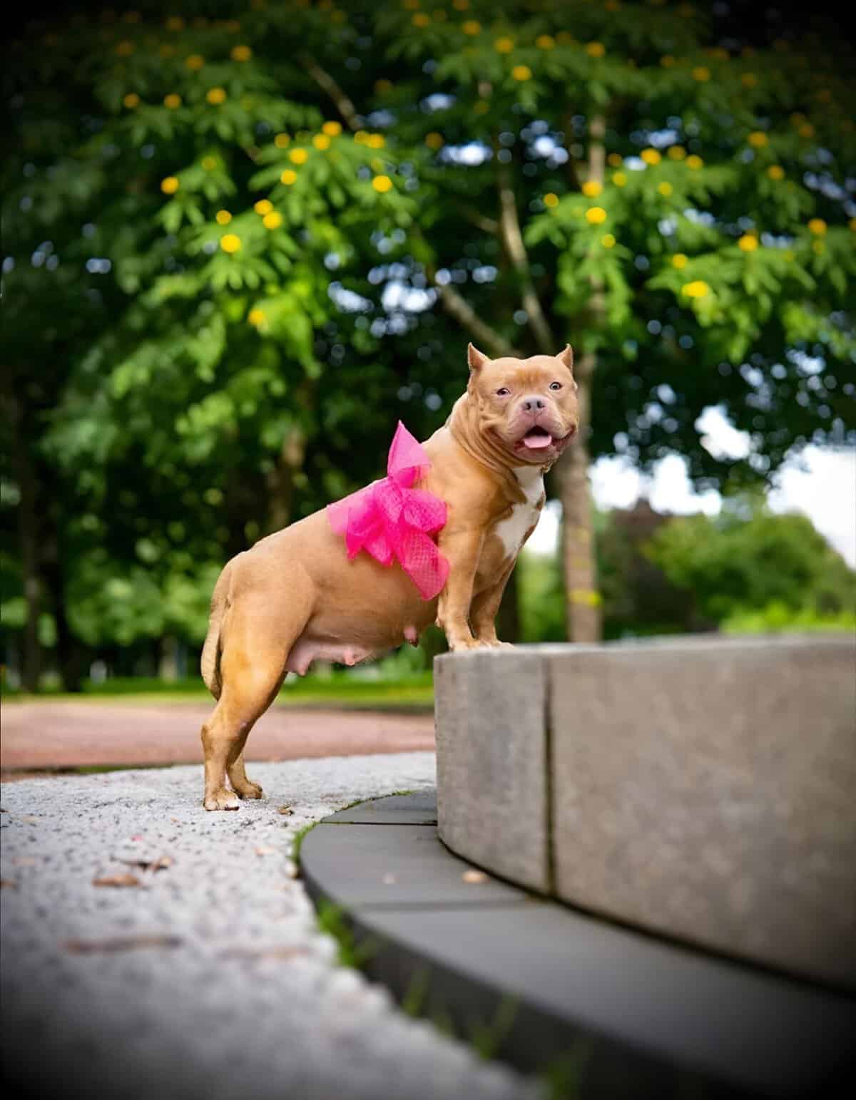 Adopt, train, or care for dogs with Dogfix.com resources.