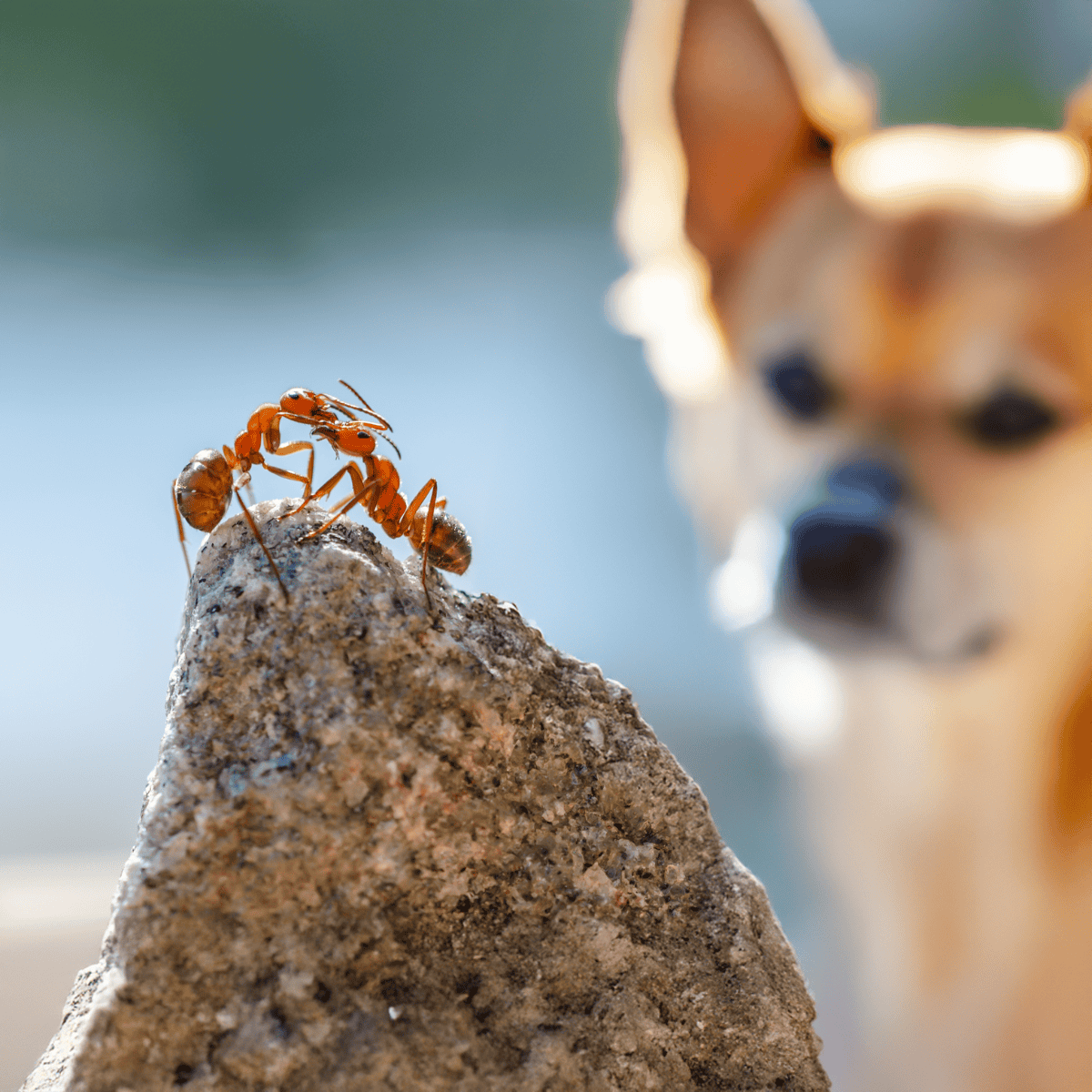 Ants climbing on a rock with a dog observing nearby in an outdoor setting.