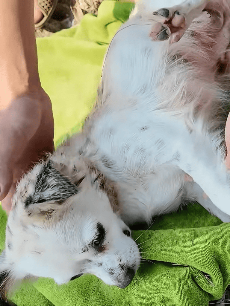 Cute Siberian Husky puppy resting on green towel, showing soft fur and relaxed pose.