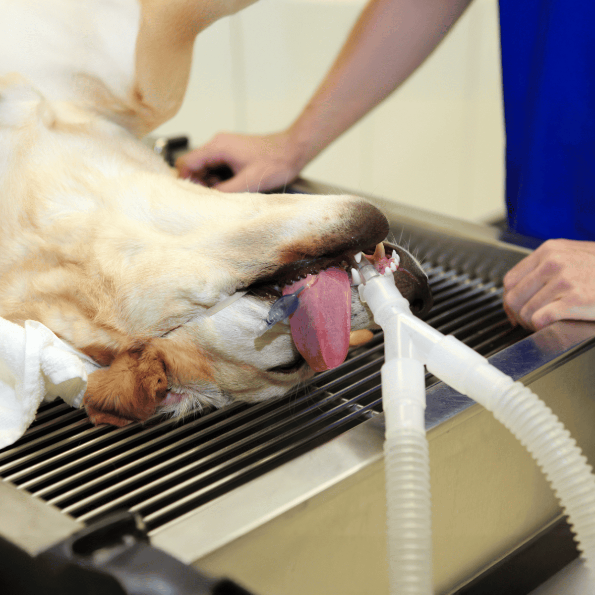Dog under anesthesia during emergency veterinary care, intubated with breathing tube.