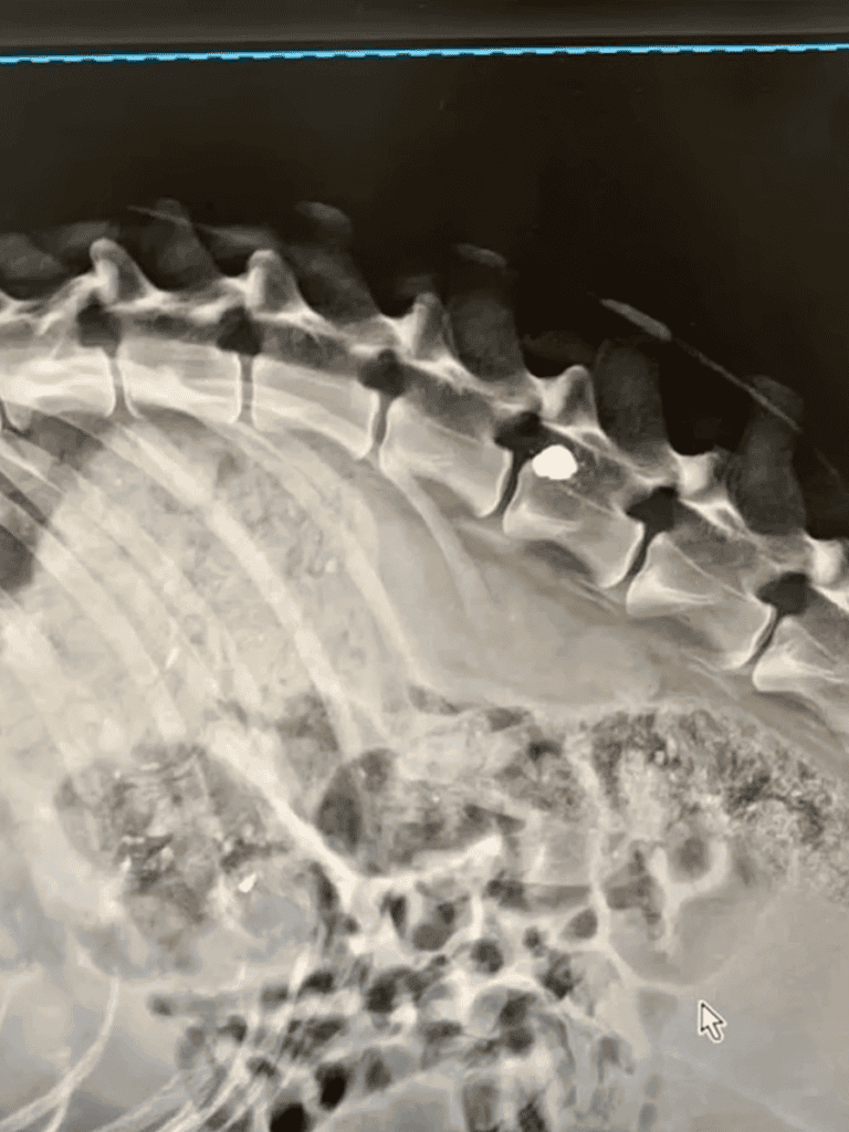 Dog spine X-ray revealing vertebrae and spinal structure.