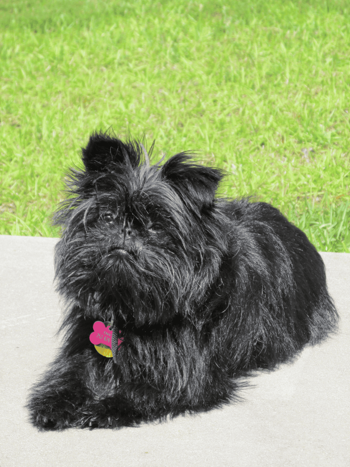 Adorable tiny black dog with long, furry coat resting outdoors on a sunny day.