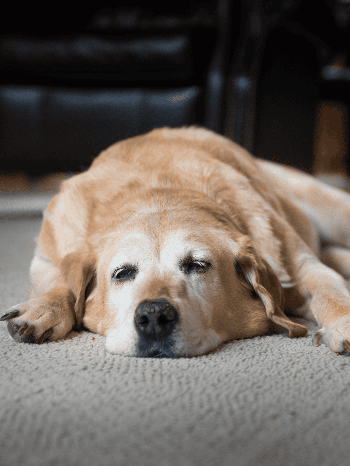 Comfortable elderly dog resting indoors on soft carpet floor.
