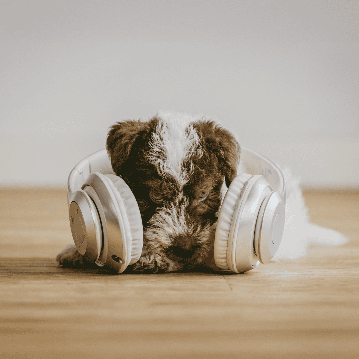 Adorable puppy wearing headphones, enjoying music at home, perfect pet therapy image.