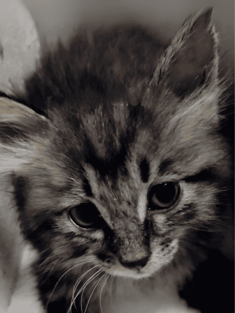 Adorable kitten with bright eyes and soft fur, perfect for pet lovers and animal enthusiasts.