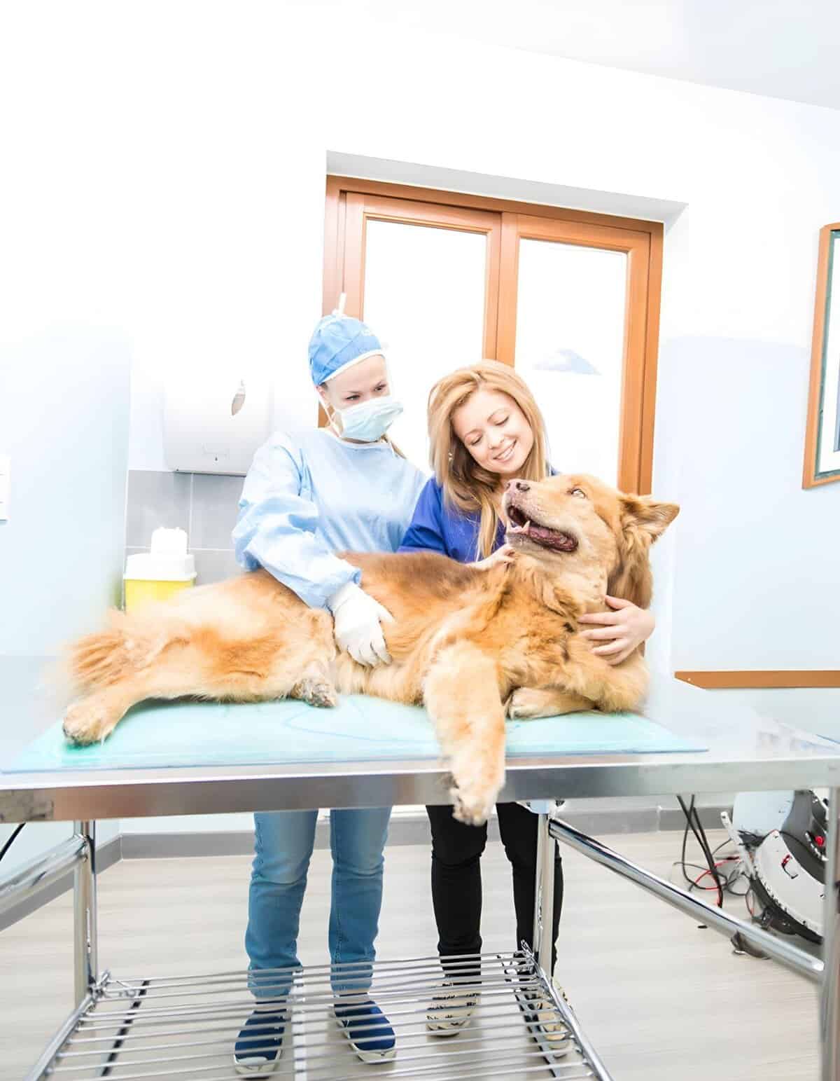 Friendly vet and happy owner with their dog in clinic.