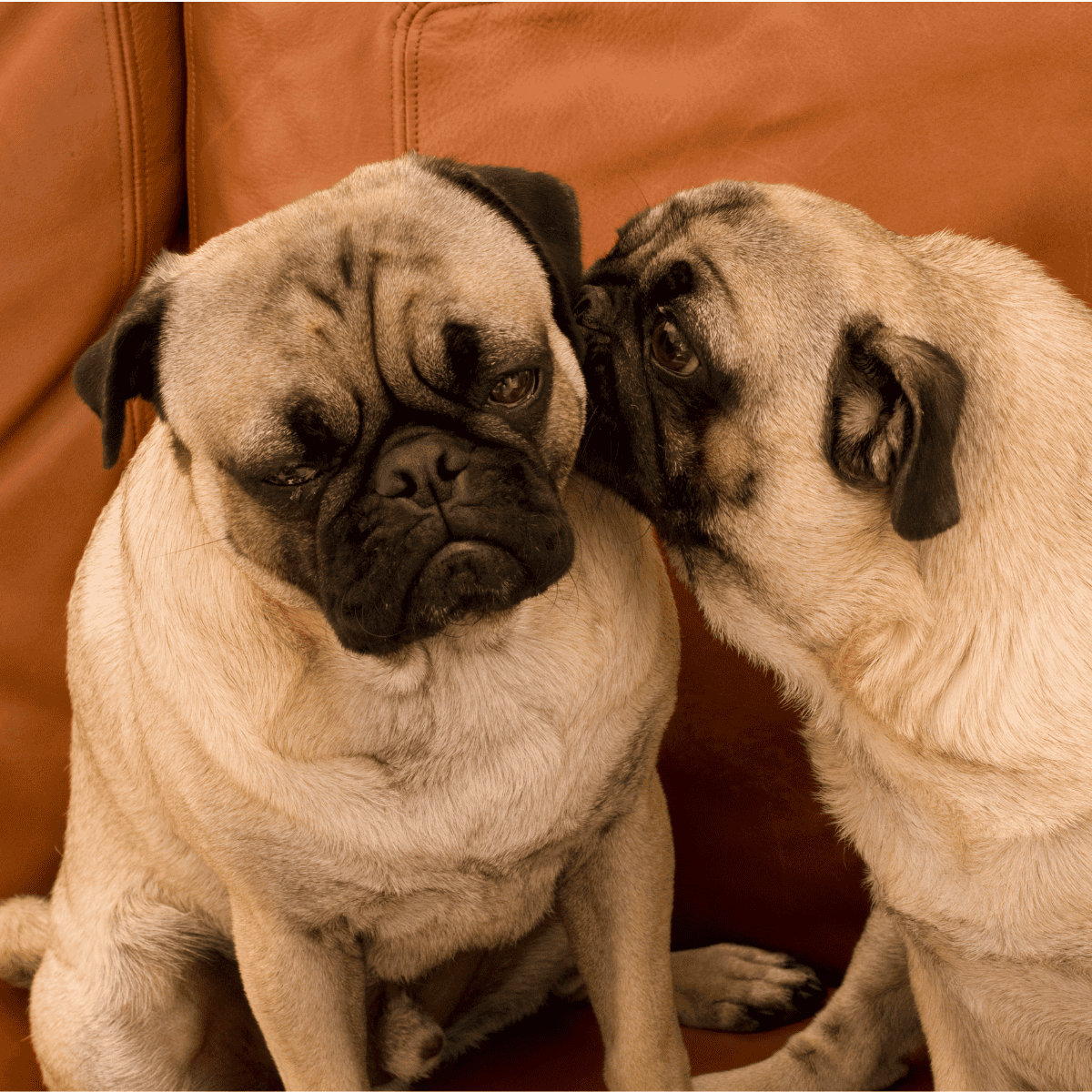 Adorable pug dogs nuzzle each other, showcasing friendship and comfort. Perfect for dog lovers and pet care content.