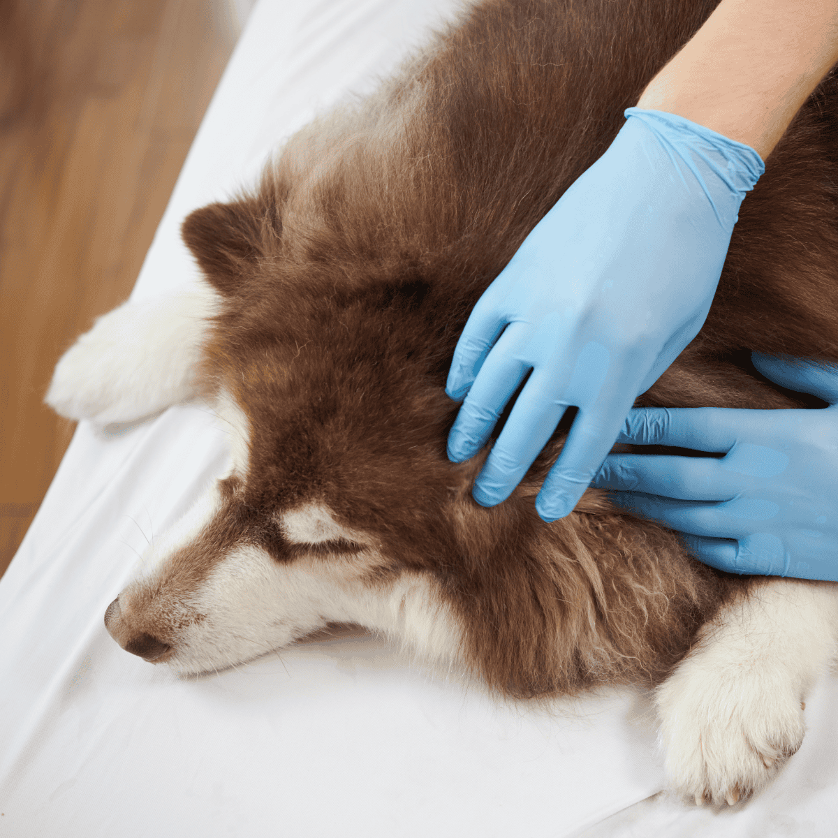 Dog receiving veterinary checkup and health assessment.